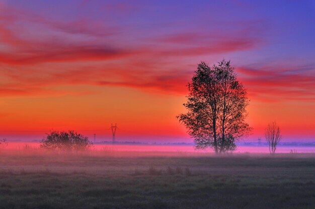 Фото Дерево на поле на фоне неба во время захода солнца