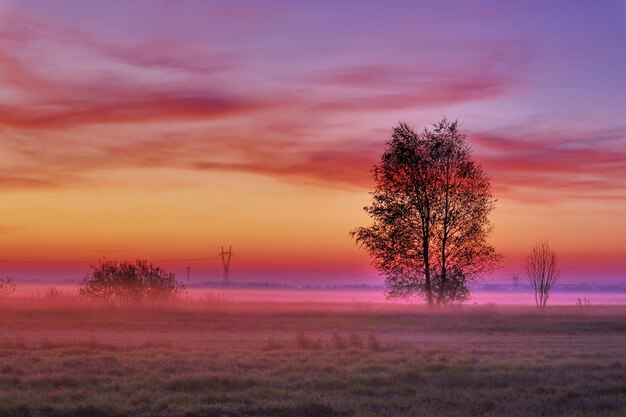 写真 夕暮れの空に照らされた畑の木