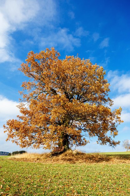 Фото Дерево на поле против неба