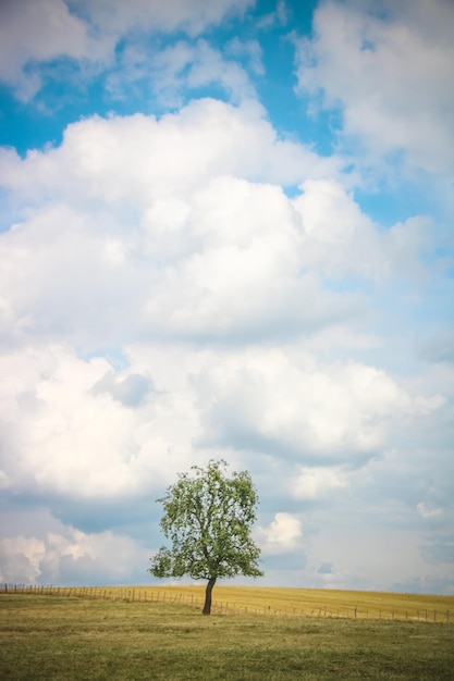 写真 空に照らされた畑の木