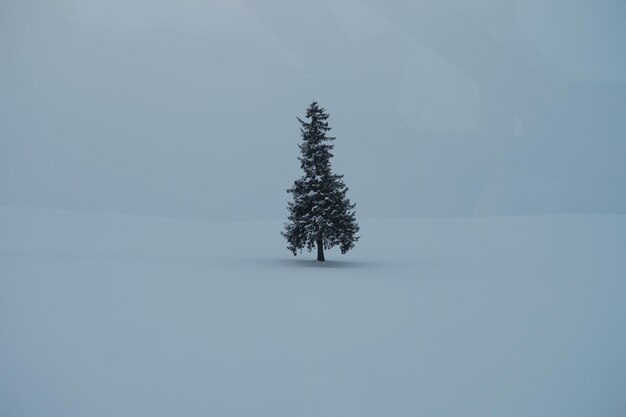 Фото Дерево на покрытом снегом поле на фоне неба