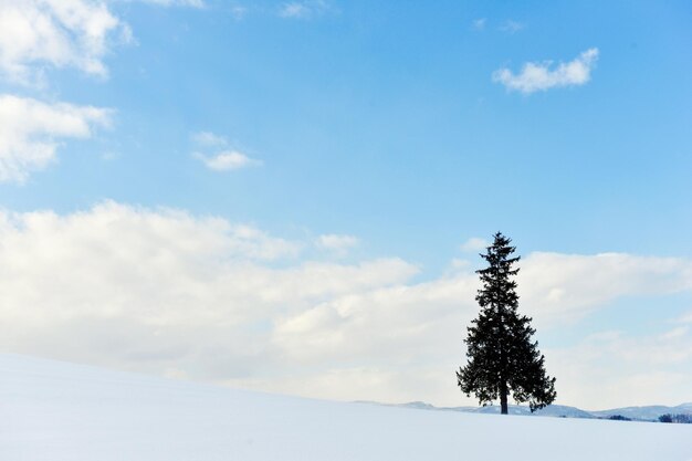 写真 空に照らされた雪に覆われた景色の木