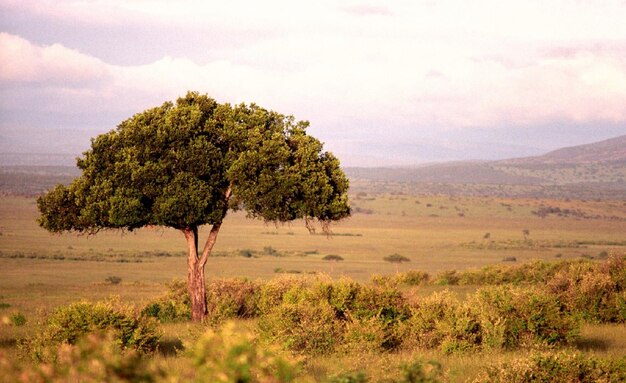 Tree in the open land