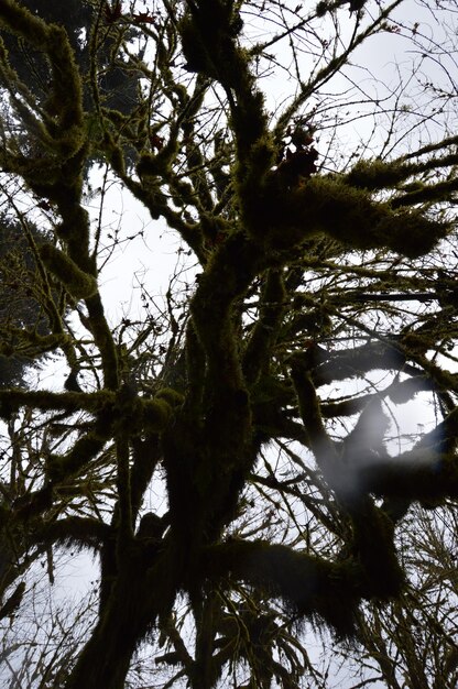 Photo tree overgrown with moss