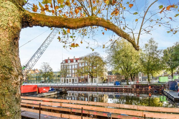 A tree overlooking a river with a bridge and buildings