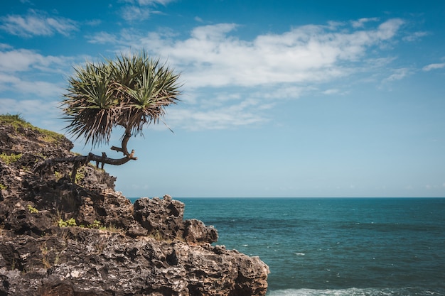 Tree palm on a rock in front of the ocean