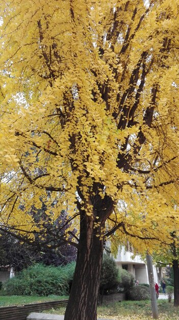 Tree in park during autumn