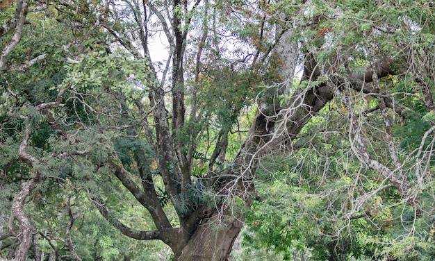 A tree in the park is surrounded by green trees and the leaves are visible.