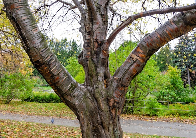 A tree in the park with the leaves on the ground