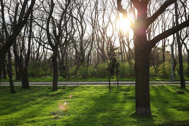 Photo a tree in a park with the sun shining through the trees