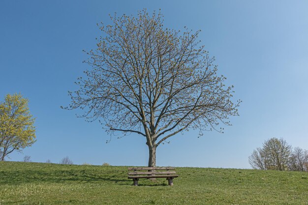 Photo a tree in the park