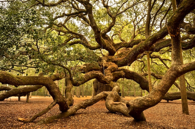 Foto albero nel parco