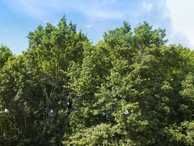 Tree in a park