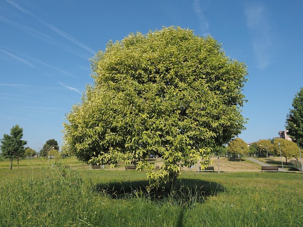 Tree in the park