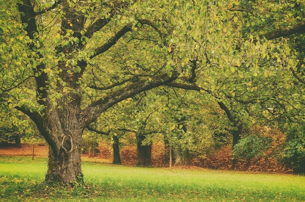 Foto albero del parco