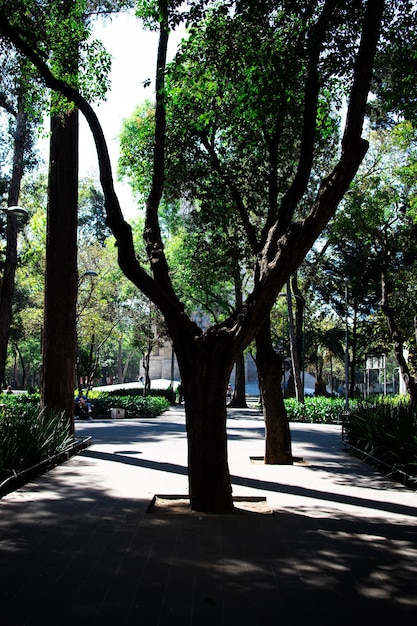 Photo tree in the park