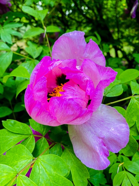 牡丹。庭の美しいピンクの花