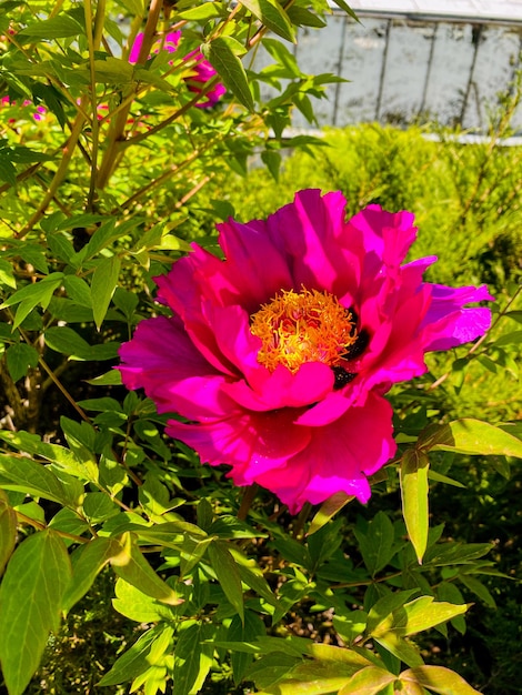 Tree peonies