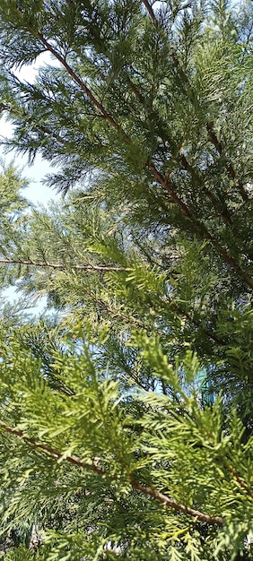 Tree photo under the blue open sky spring theme