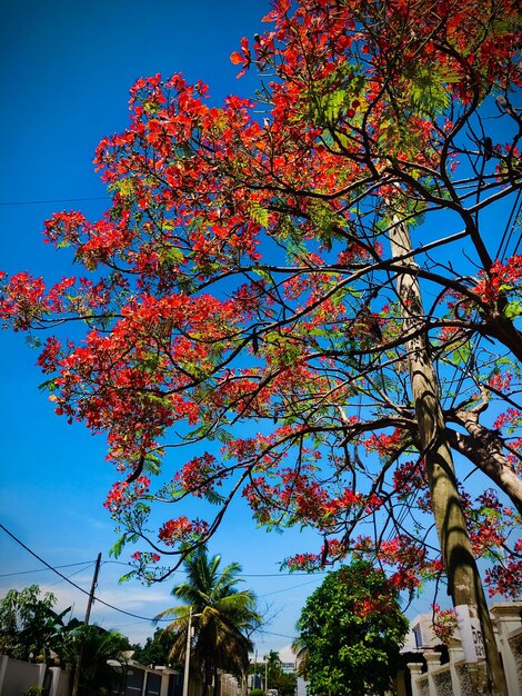 Photo tree photo