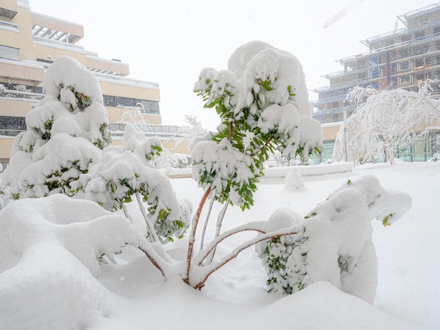 Tree plant covered in snow during a snowfall