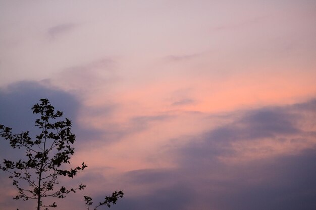 Tree Plant Nature Background and Sunset Sky