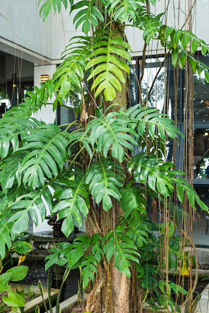 Tree Plant Outside Coffee Shop