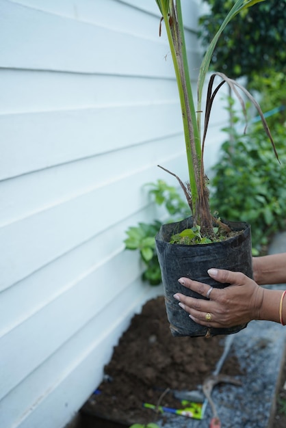 雨季には植林が行われています。選択的フォーカス浅いフィールドブラーの深さ