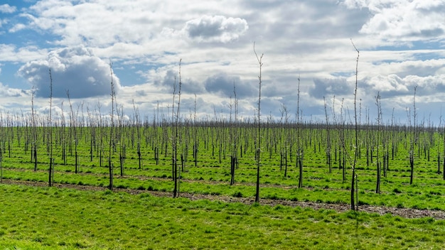 Tree plantation