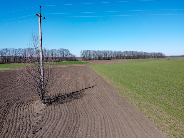 Tree among plantations on field