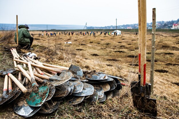 Tree planting is the process of transplanting tree seedlings, generally for forestry