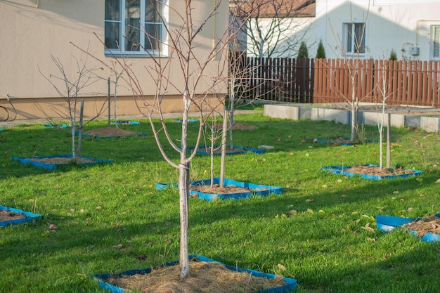 Tree plot with old stock of fruit trees