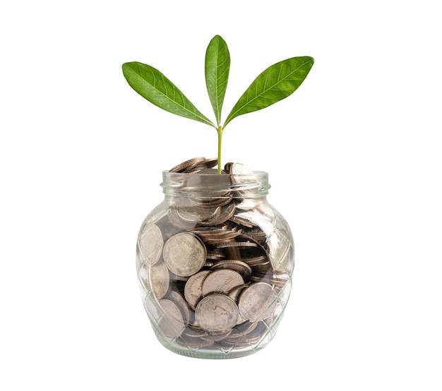 Tree plumule leaf on save money coins Business finance saving banking investment concept