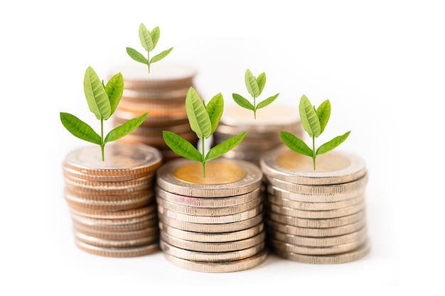 Tree plumule leaf on save money coins, Business finance saving banking investment concept.