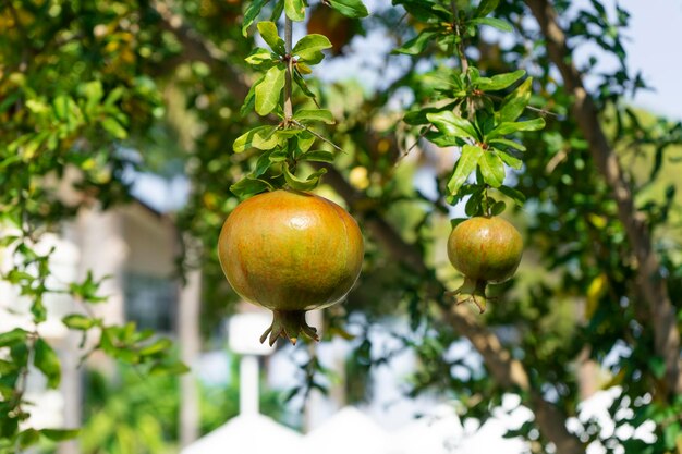 A tree of pomegranate growing in the garden