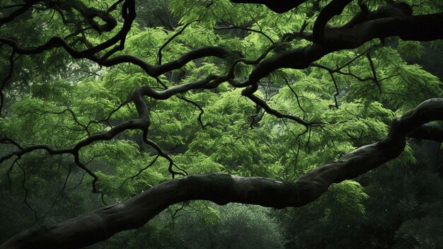 Photo tree in the rain tree in the forest trunk