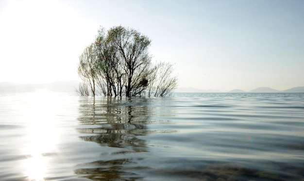 Tree reflecting in a lake