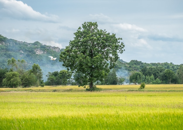 Tree on rice field with blue sky