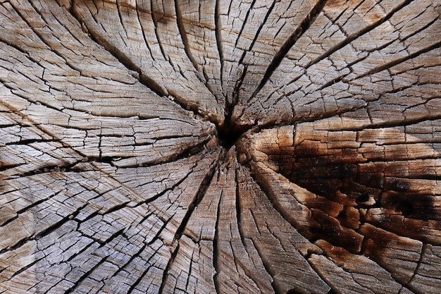 Tree ring abstract background textured Natural organic texture with cracked and rough surface