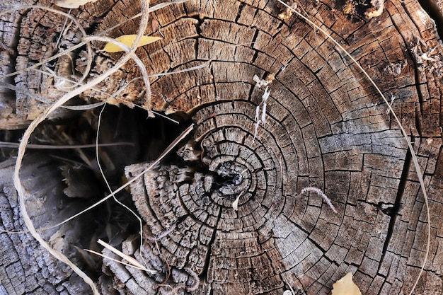 Tree ring abstract background textured Natural organic texture with cracked and rough surface