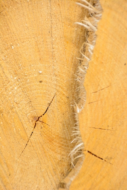 年輪ログウッド。表面にひびが入った粗い自然な有機的な質感。亀裂のあるエンドカットの木の木のセクションの拡大マクロビュー。一年生のリングが付いている木の表面。