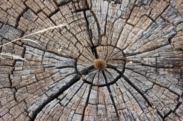 Tree ring texture background