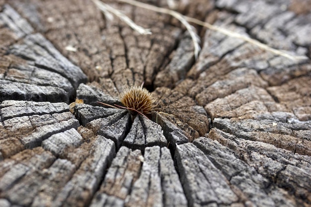 Tree ring texture background