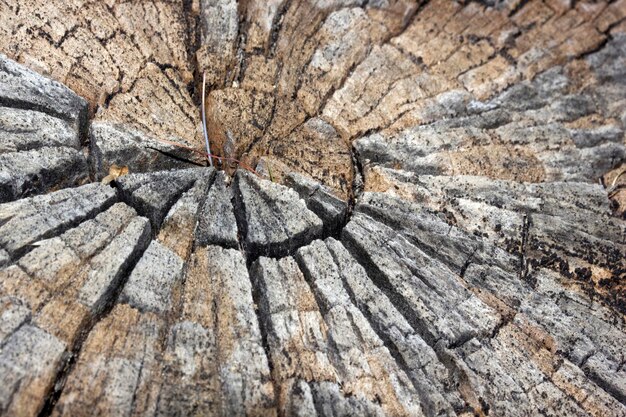 Tree ring texture background