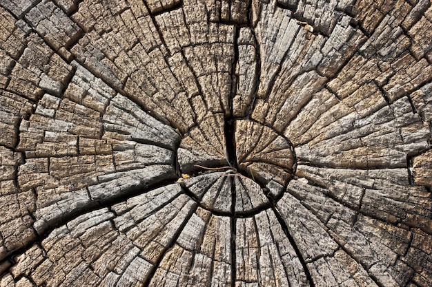 Tree ring texture background