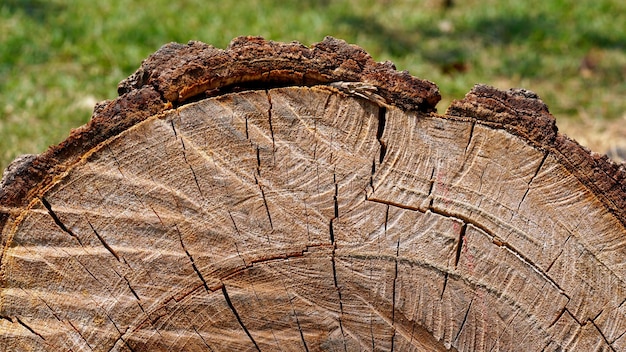 Sfondo di anelli di albero struttura in legno di un albero tagliato