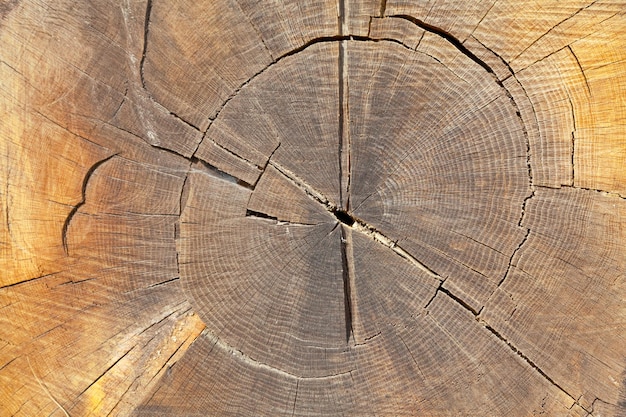 Tree rings background