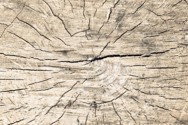 Tree rings old weathered wood texture