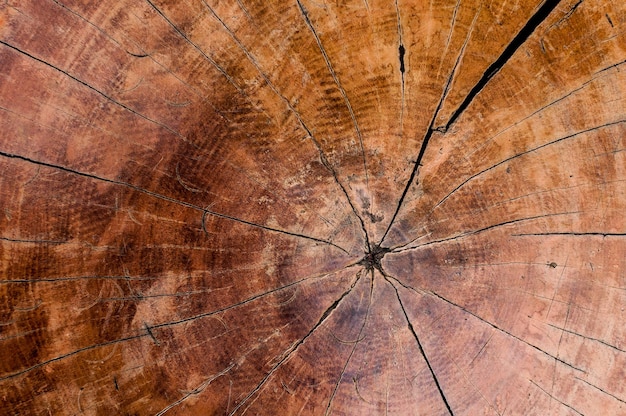 Tree rings old wood texture backgroundcross section annual ring\
nature background