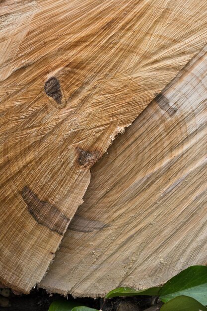 Tree rings